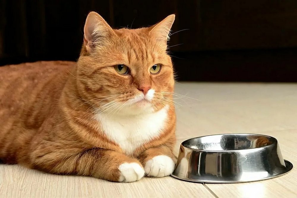 Gato naranja junto al cuenco