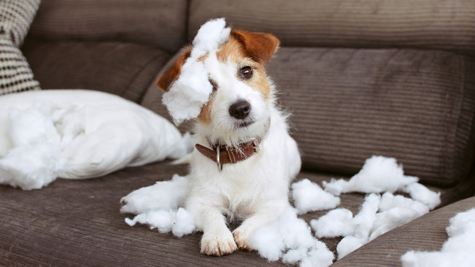 Causas de la desobediencia en perros y métodos de castigo