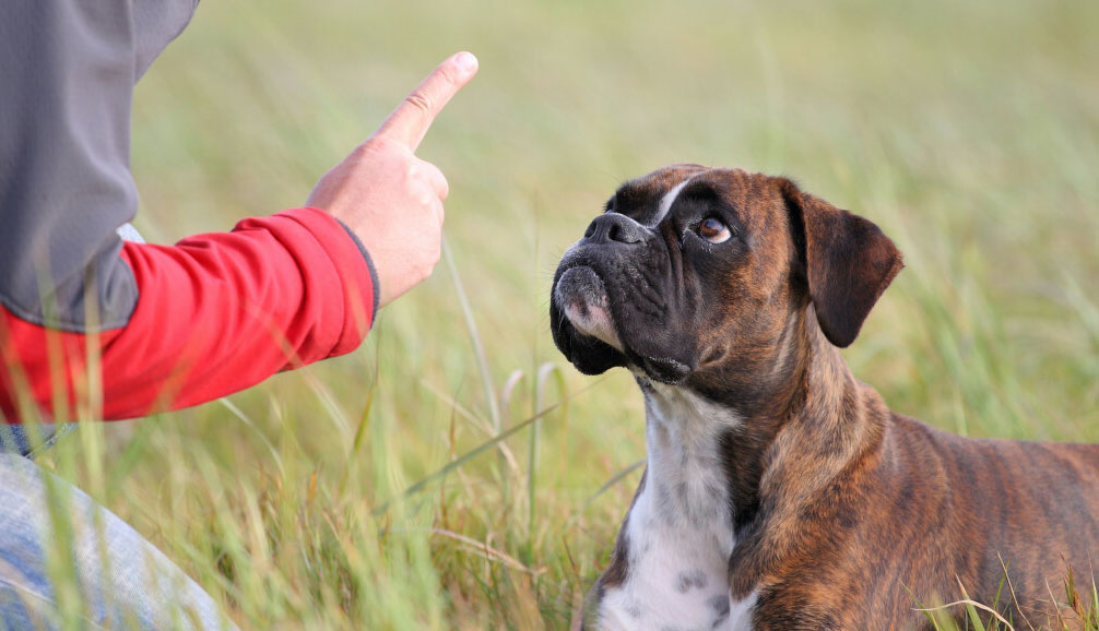 Cómo castigar correctamente al perro