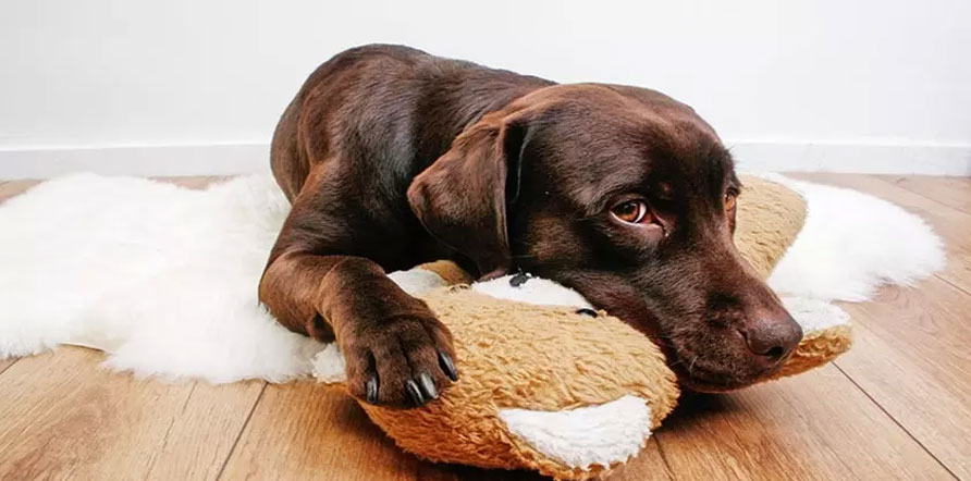 Cómo no se debe castigar a la mascota