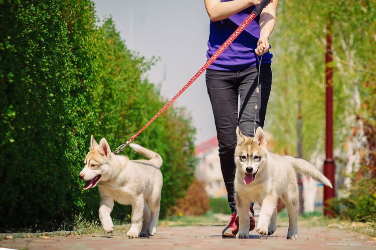Una chica pasea a un husky
