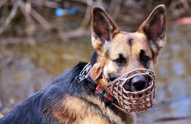 Perro pastor con bozal