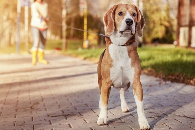Normas para pasear perros 2019