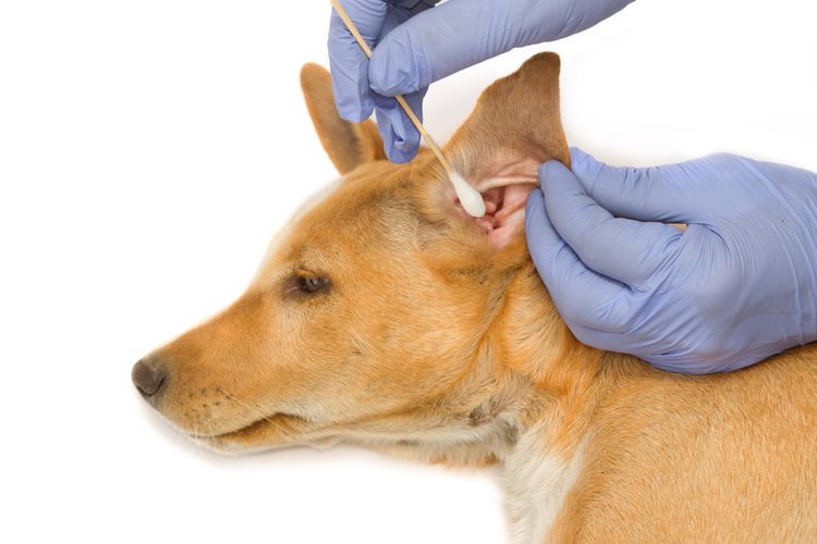 Limpieza de oídos del perro