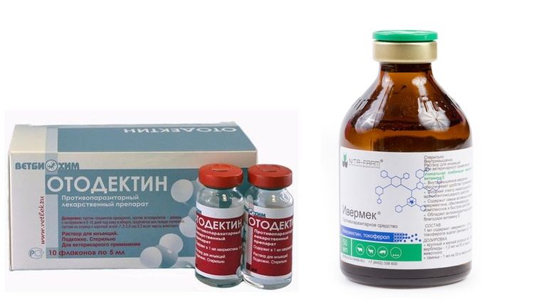 Medicamentos para la otodectosis en perros