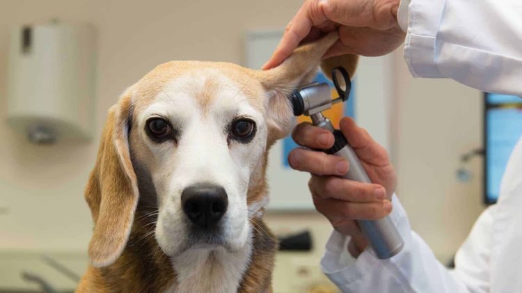 El veterinario examina la oreja del perro