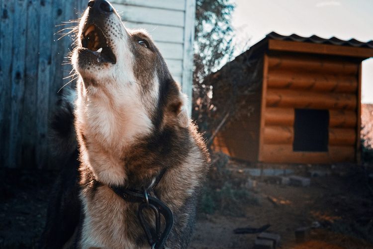 El perro aúlla