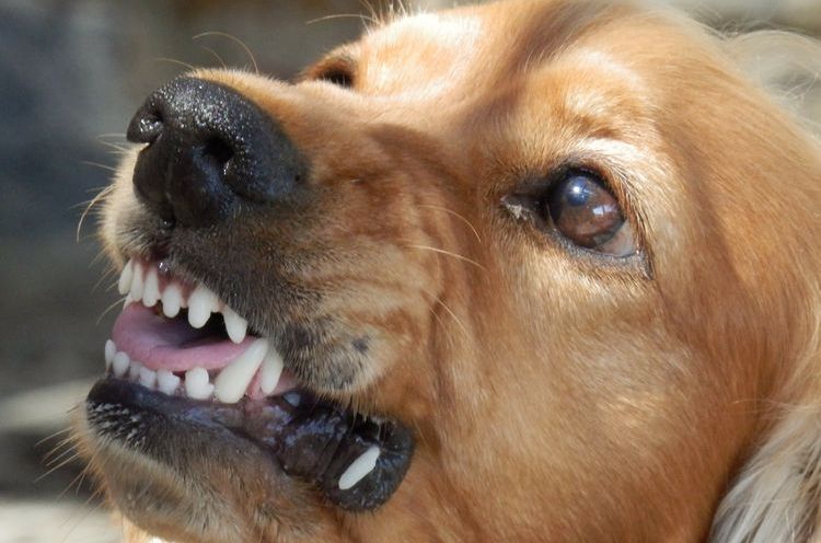 Repelentes de perros