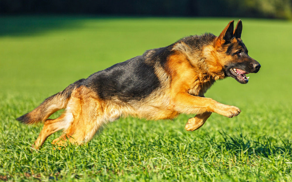 Deutscher Schäferhund, Gras