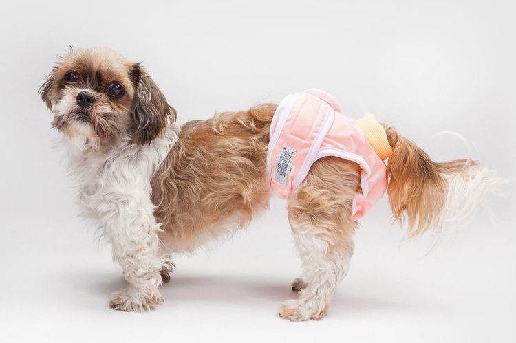 Hundewindeln für kleine Rassen