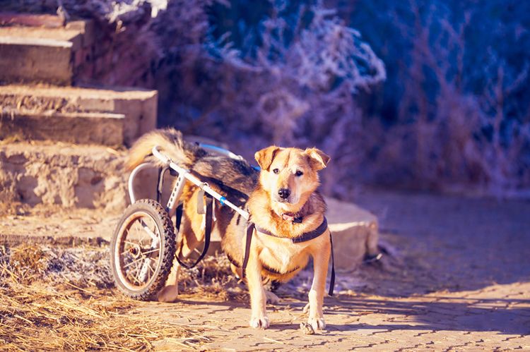 Parálisis de las patas traseras en el perro