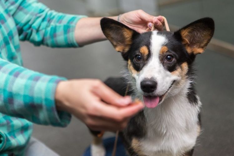 Perro en la consulta del veterinario