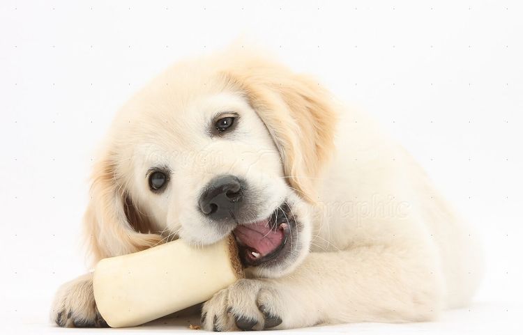 El perro roe un hueso