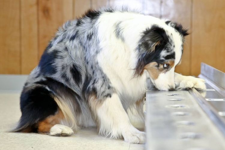 Parálisis de las patas traseras en el perro