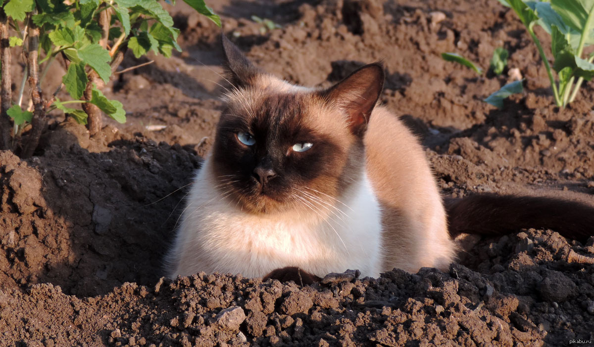 Geofagia en gatos: causas
