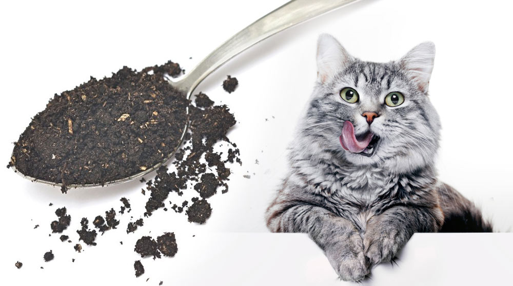 Por qué los gatos comen tierra