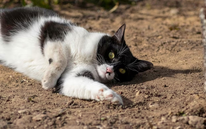 El gato come tierra: cuándo preocuparse