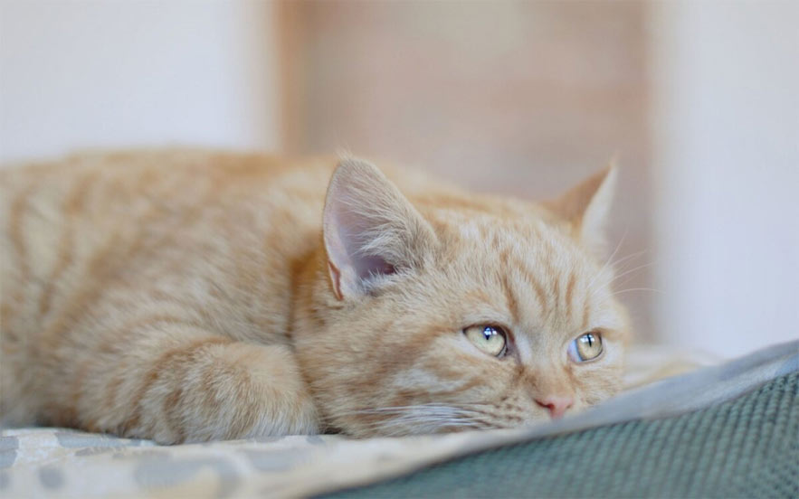 Causas de los cambios en el comportamiento alimentario de los gatos