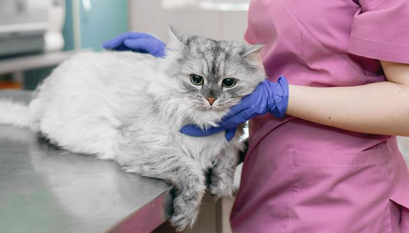 Peligros de la ingesta de tierra para los gatos