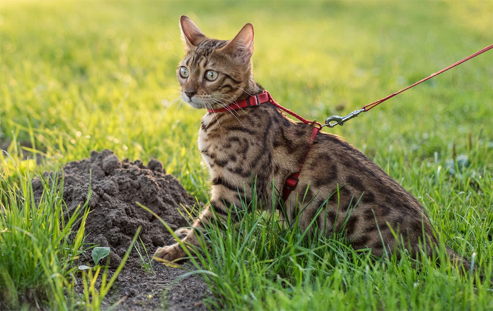 Cómo disuadir al gato de comer tierra