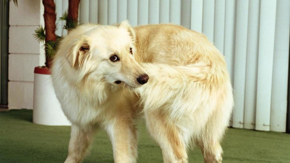 Trastorno psicológico en perros