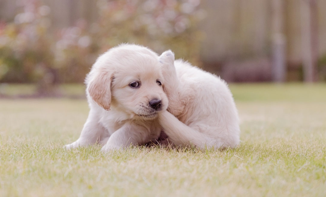 El cachorro persigue su cola: causas