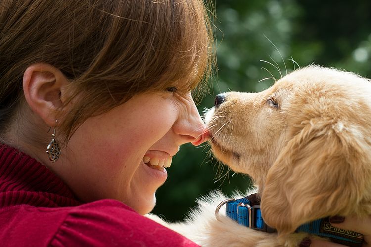 Cachorro de labrador lame a su dueño