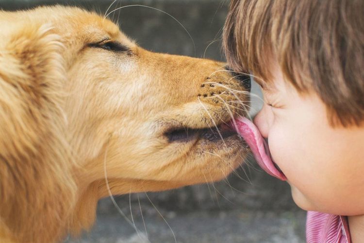 El cachorro lame la cara al niño