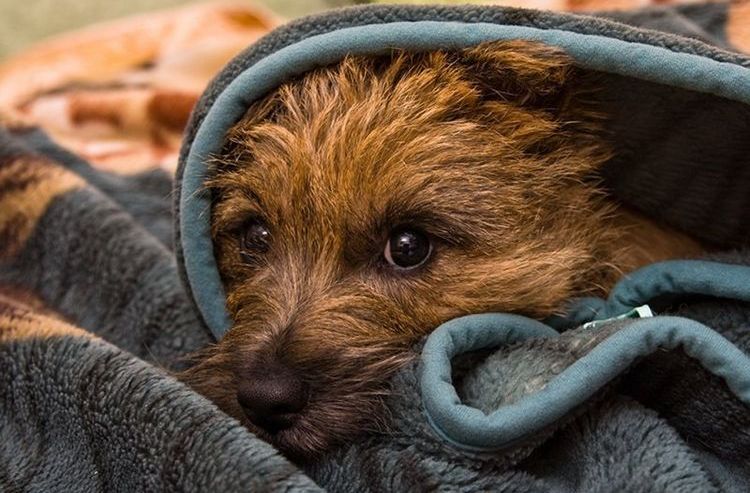 El perro tiene miedo del sonido de los petardos.