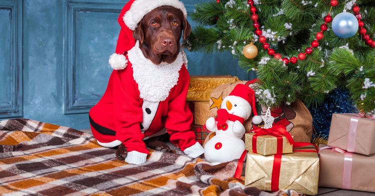Perro disfrazado junto al árbol de Navidad