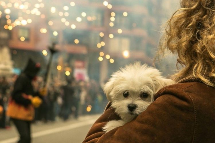 Por qué los perros temen a los fuegos artificiales