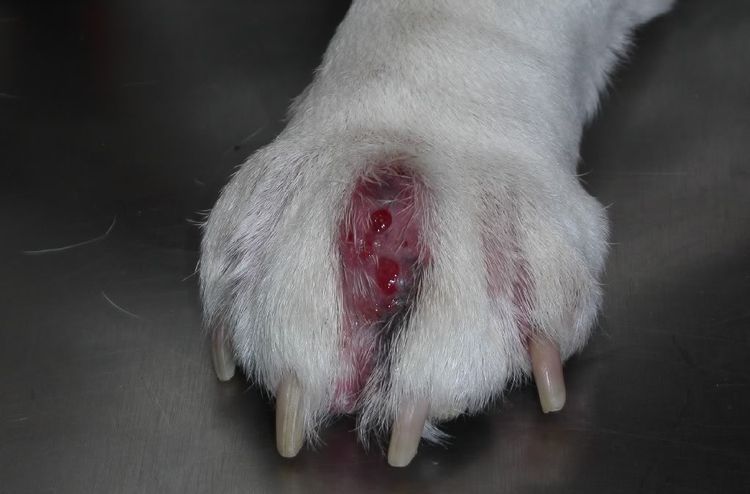 Pododermatitis en la pata