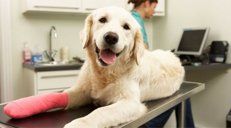 Labrador en el veterinario