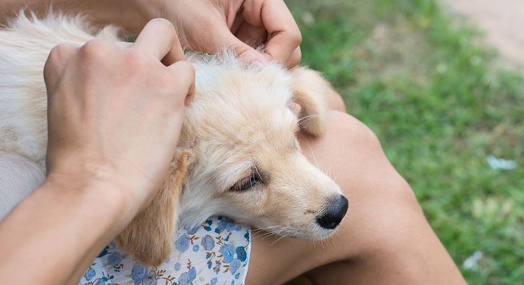 Tratamiento antipulgas para perros