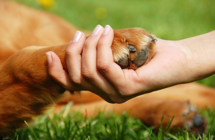 Pododermatitis en la pata del perro