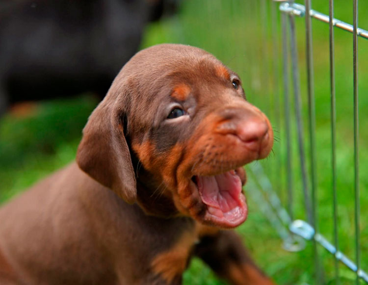 cachorro de sabueso polaco