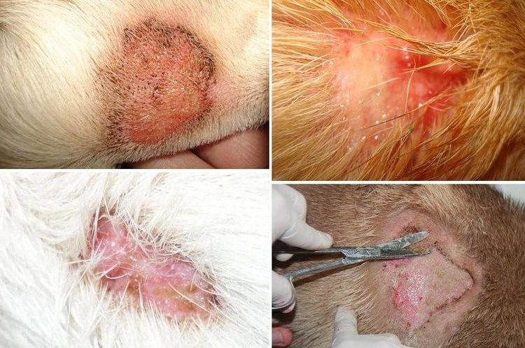 Liquen rosado en perros
