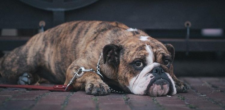 Perro triste