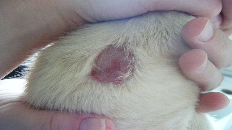 Liquen rosado en perros