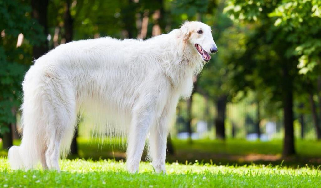 Russischer Windhund