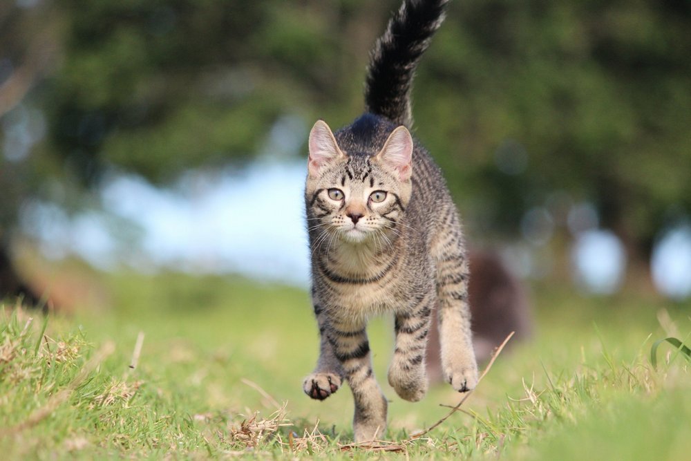 Gato