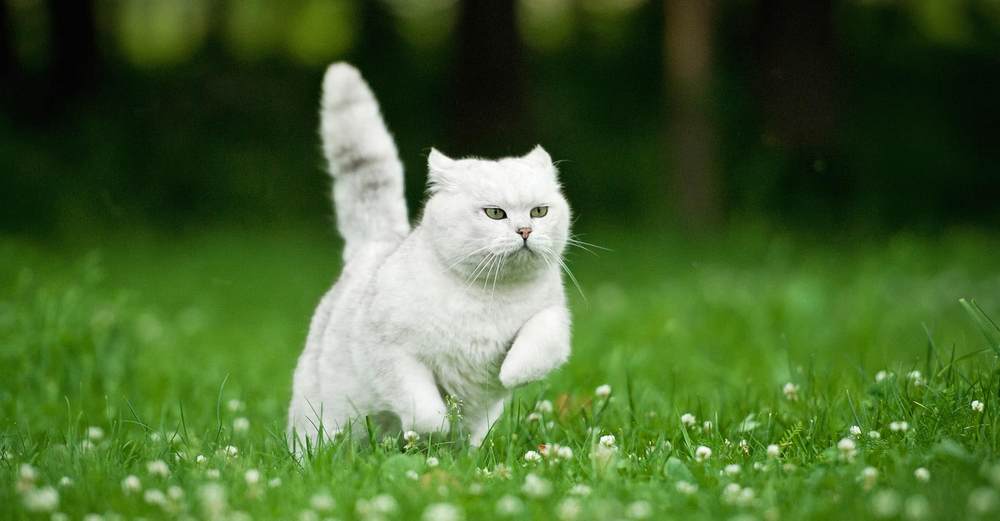 Gata en la hierba