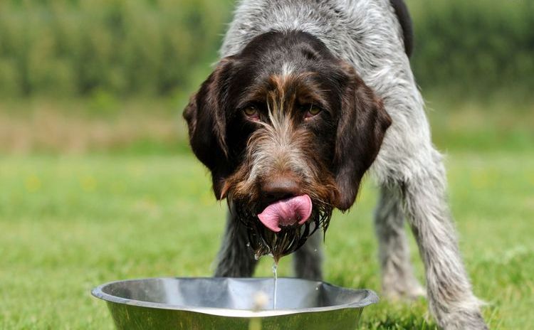 El perro bebe agua