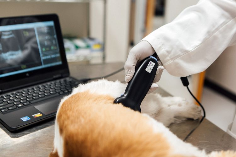 Ecografía a un perro