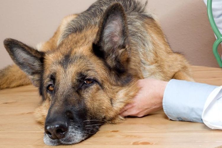 El veterinario examina al perro