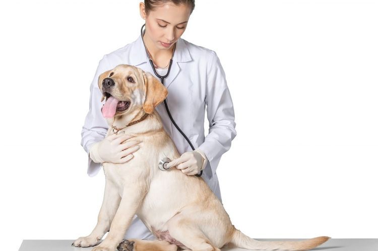 Diabetes en perros