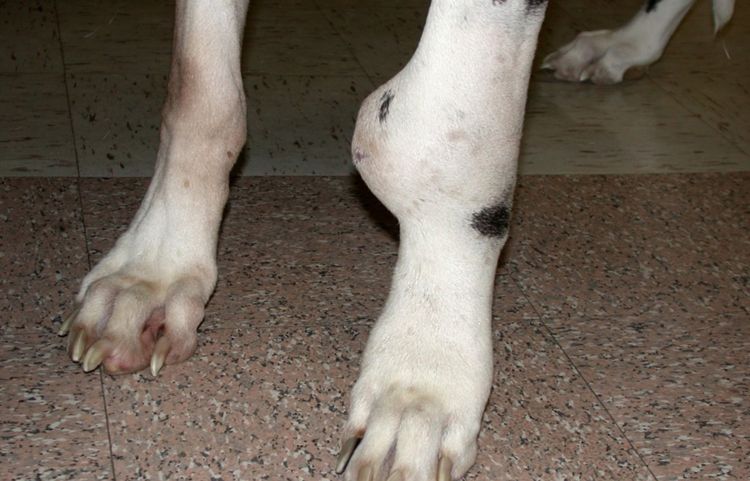 Sarcoma en la pata del perro