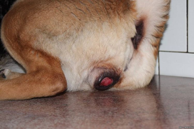 Sarcoma en el perro