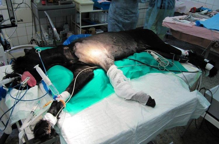 Quimioterapia para perro con sarcoma