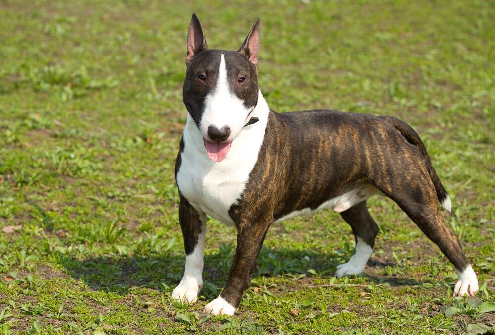 Kleiner Hund